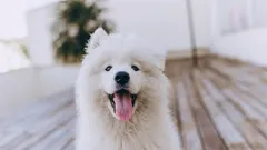 10 drobiazgów, które sprawią, że Twój pies będzie szczęśliwy